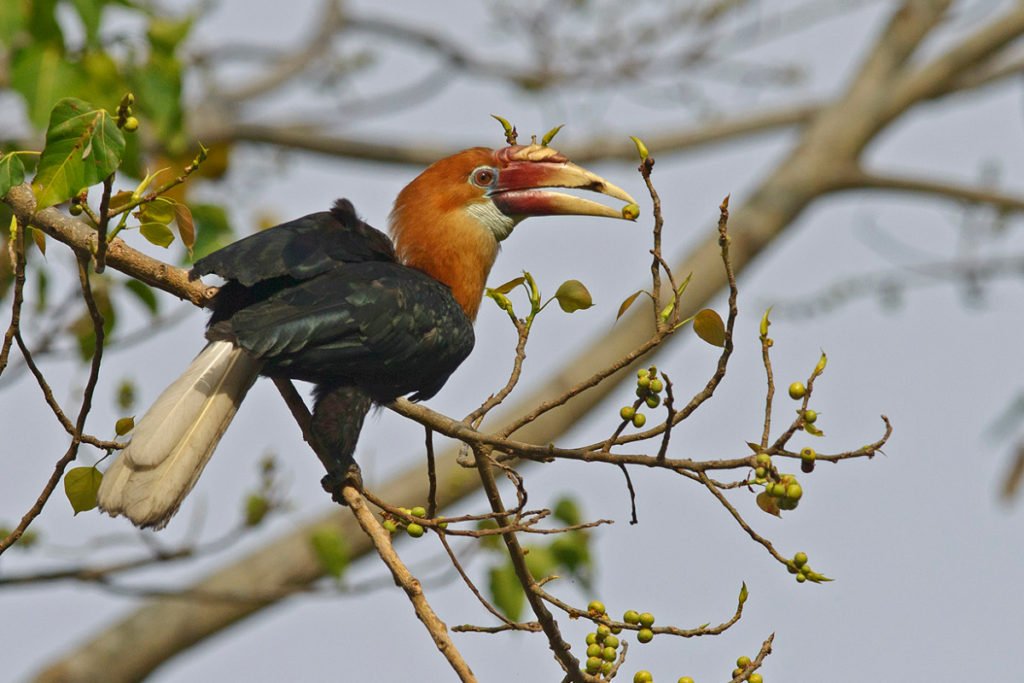 Bird-Watching-image-1-1024x683