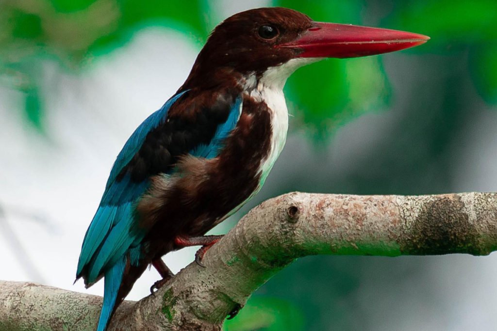 Bird-Watching-image-2-1024x683